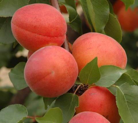 Абрикос Фарліс (Farlis)