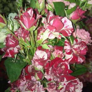 Pink Flash (Пінк Флеш)