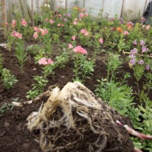 Альстромерія