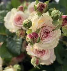 Дольче Саммерхаус