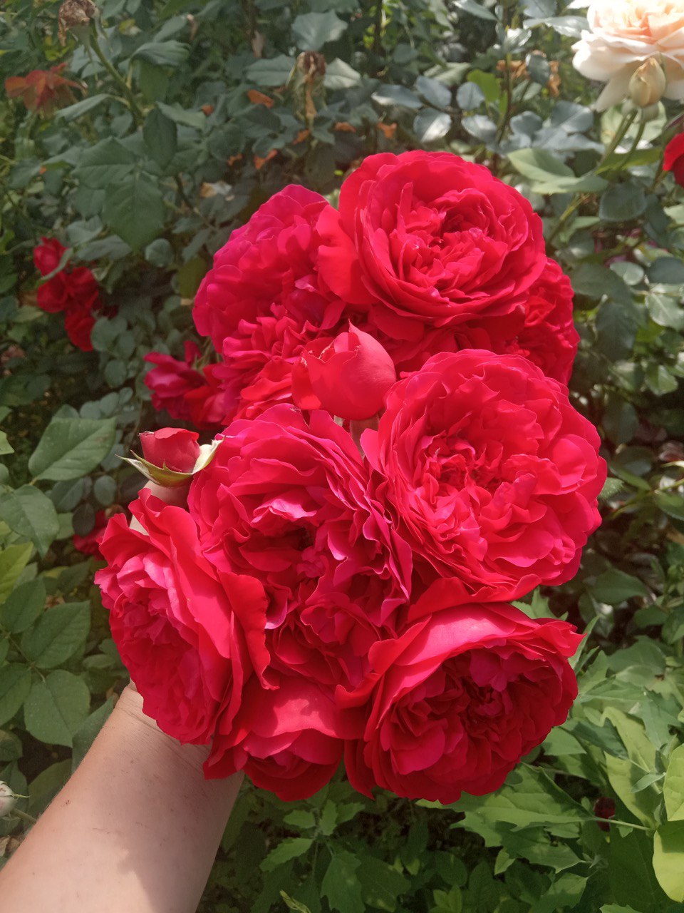 Флорентіна