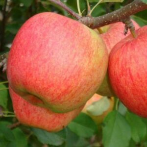 Яблуня Двохрічна (Чемпіон)