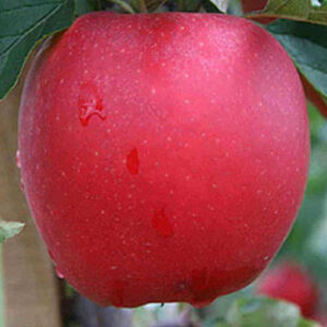 Яблуня Двохрічна (Дельбар жубіле)