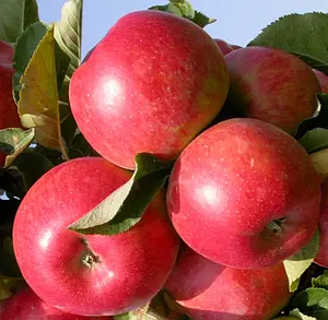 Яблуня Двохрічна (Евеліна)