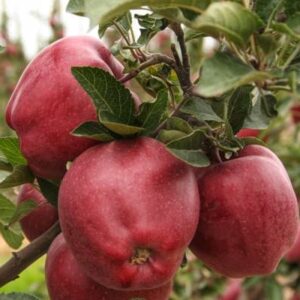 Яблуня Двохрічна (Глостер)