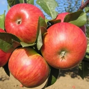 Яблуня Двохрічна (Канфетне)