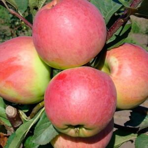 Яблуня Двохрічна (Колір кароліни)