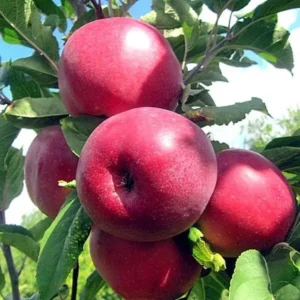 Яблуня Двохрічна (Моді)