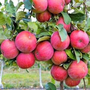 Яблуня двохрічна (Олена)