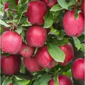 Яблуня Двохрічна (Ред джонапринц)