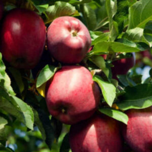 Яблуня Двохрічна (Ріхард)