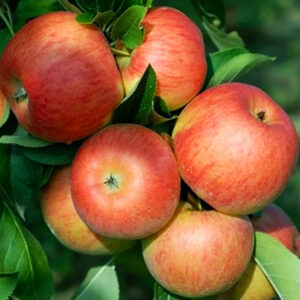 Яблуня Двохрічна (Топаз)