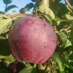 Яблуня Двохрічна (Вільямс прайд)