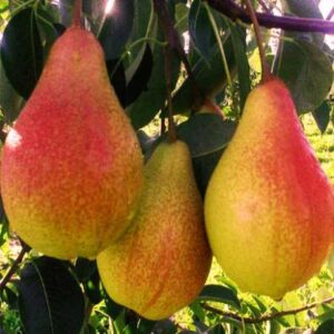 Абат Фетель