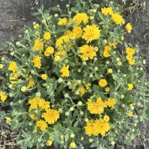 Аксума Єлоу