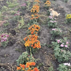 Бордюрна (до 45 см)