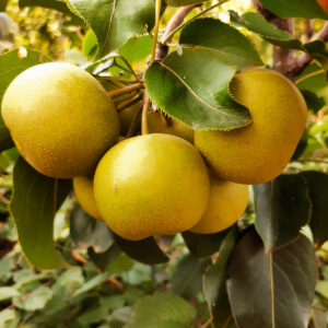 Двохрічна груша (Чоюро)