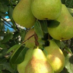 Двохрічна груша (Дельбар'RX)