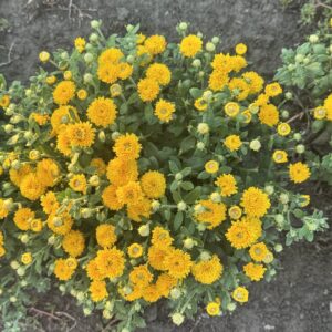 Донецький Етюд