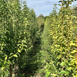 Двохрічні Груші