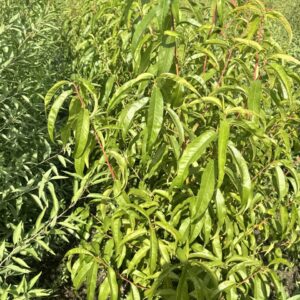 Двохрічні Саджанці Персика