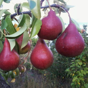 Двохрічна груша (Диколор)