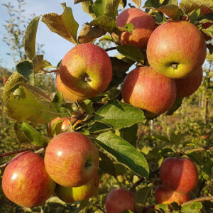 Джонаголд Декоста