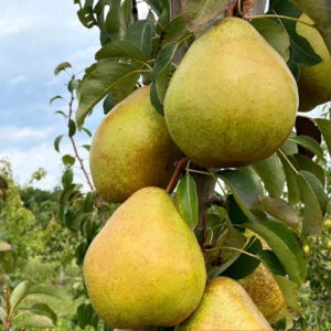 Двохрічна груша (Говерла)