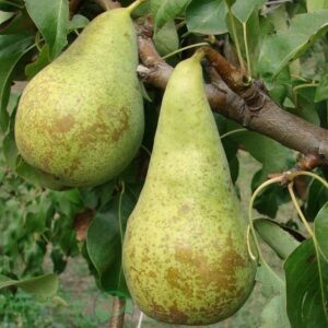 Двохрічна груша (Конференція)