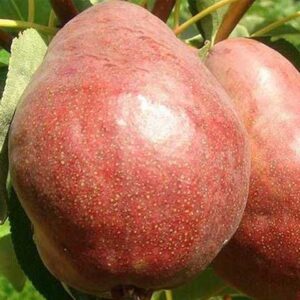 Киргизька зимова