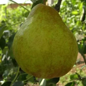 Молдовська рання