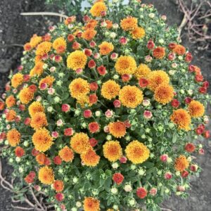 Молфета орандж