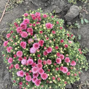 Молфета пінк