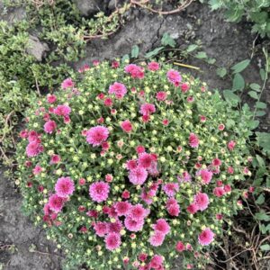 Молфета пінк