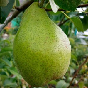 Двохрічна груша (Ноябрська)