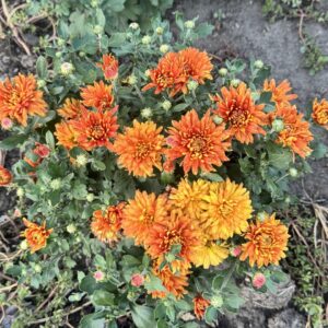 Пісня полонини