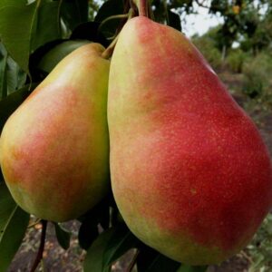 Прекос Моретіні