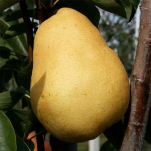 Двохрічна груша (П'єр Корнель)