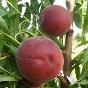 Двохріний Персик (Роял Меджестік)