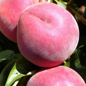 Двохрічний Персик (Рояль Лі)