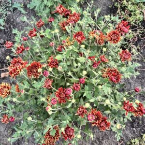 Кущова (60-75 см)