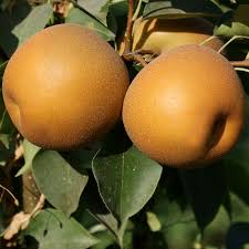 Двохрічна груша (Секуі)