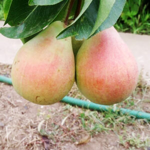 Двохрічна груша (Сіл Кінг)