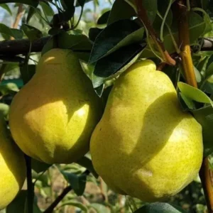 Двохрічна груша (Скарб)