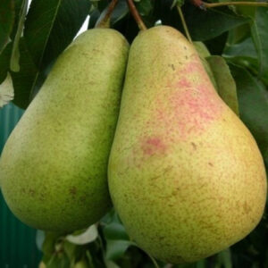 Двохрічна груша (Стрійська)