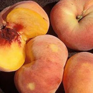 Двохрічний Персик (Світ Багел)