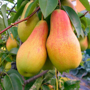 Талгарська Красуня