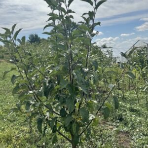 Трьох річні Яблуні