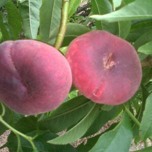 Двохрічний Персик (Уфо 2)