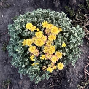 Урсула сані